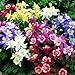 Produktbild Versand kostenlos 12 ~7 Tage) 50 Samen Columbine Blumen Garten Pflanze/50/Columbine Seeds Plant Flower Garden