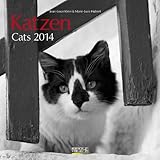 Katzen - Cats 2014 by