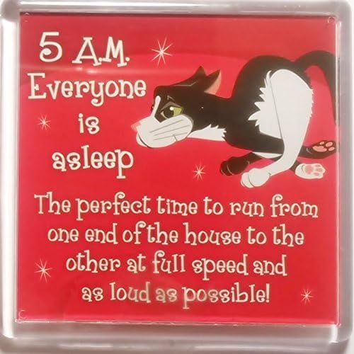 Cat Magnet"Black & White Cat (5am)" by Paper Island Fridge Magnet