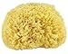 Premium Quality Natural Sea Sponge (Approx. Diameter 13cm)