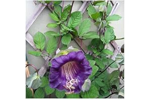 Premier Seeds Direct Cobaea Violet Cup and Saucer Plant Finest Seeds (Pack of 25)