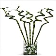 CAPPL 90 cm Lucky Bamboo Spiral Sticks (6 Sticks) for Home, Garden, plant