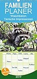Waschbären - Tierische Impressionen - Familienplaner hoch (Wandkalender 2019 , 21 cm x 45 cm, hoch): 12 bezaubernde Bilder von niedlichen Waschbären (Monatskalender, 14 Seiten ) (CALVENDO Tiere) by