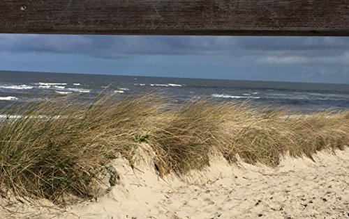 Strandgrün Gräser-Set. bestehend aus 1x Strandhafer „Dünenanker“ (Ammophila arenaria). 1x Strandroggen „Blaue Düne“(Leymus arenarius). 1x Lampenputzergras „Hameln“(Pennisetum alopecuroides) - 2