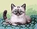 Produktbild TianMai Neu Malen nach Zahlen - Süße Katze 16 * 20 Zoll Leinen Segeltuch - Digitales Ölgemälde Segeltuch Wand Kunst Grafik für Weihnachten Decor Decorations Geschenke - DIY Farbe durch Zahl DIY Segeltuch-Kit für Erweiterte Erwachsene Kinder Senioren Junior (Mit Rahmen)