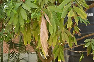 Generic ashoka sapling plant, ornamental shrubs, saraca asoca