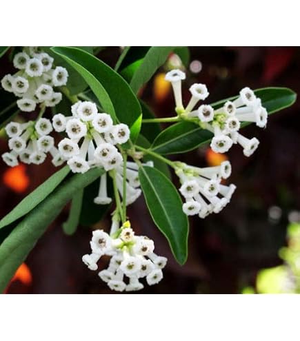 cypress lemon plant 2.5" LEMON CYPRESS  Pandy's Garden Center
