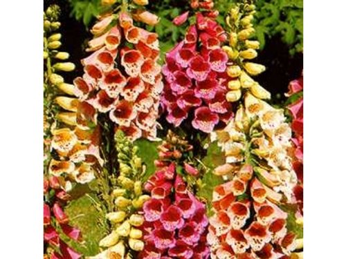 Digitalis - Fingerhut - Samenmischung Foxy - 100 Samen
