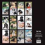 Image de Calendrier mural 2016 Chiots