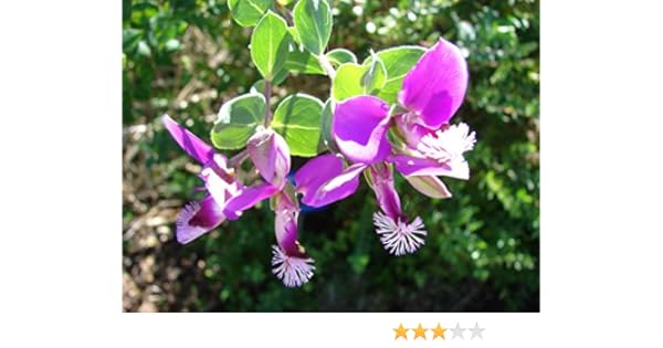 Polygala Myrtifolia Shrub Sweet Pea In A 1 Litre Pot Free Uk