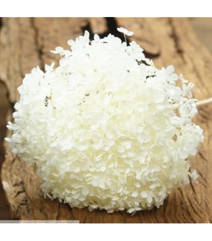 Mazzo Ortensie Stabilizzate Color Caffè - Diametro 20cm, Decorazione Casa Senza Manutenzione, Pandecor