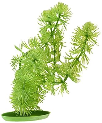 Marina Hornwort 20 cm pour Aquariophilie