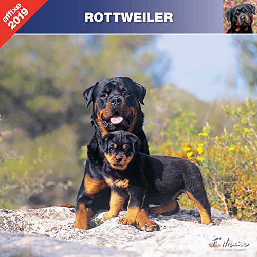 Download ROTTWEILER 2019 - CALENDRIER AFFIXE