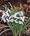 Produktbild Portal Cool Galanthus nivalis 'Magnet'