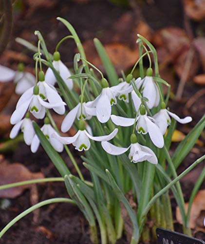 Preisvergleich Produktbild Portal Cool Galanthus nivalis 'Magnet'
