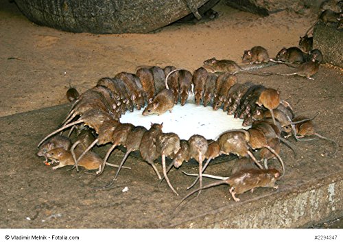 ISOTRONIC Solar Maulwurfabwehr Vibrasonic 2er Set mit Vibrationsmotor solarbetrieben Wühlmausfrei Wühlmausschreck Wühlmausvertreiber Wühltierfrei Maulwurfschreck Schlangenabwehr - 6