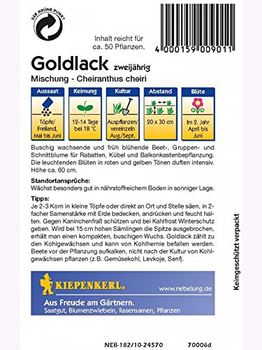 Cheiranthus cheirii Goldlack Mischung - 2