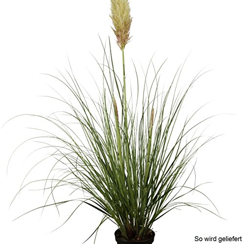 Staude Pampasgras, Set bestehend aus je 2 Pflanzen rosa und 2 Pflanzen weiß blühend - 4