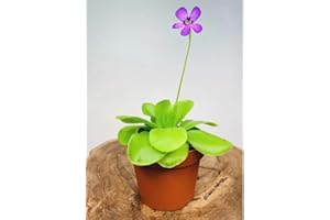 CAMBRIDGE BEE Butterwort Pinguicula with Light Green Leaves and Purple Flowers Carnivorous Plant in 9cm Pot