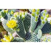Opuntia Microdasys Sarı &Ccedil;i&ccedil;ek A&ccedil;an Tavşan Kulağı Sukulent Kakt&uuml;s