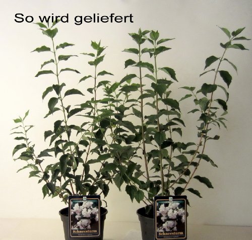 Falscher Jasmin, 1 Strauch - 4