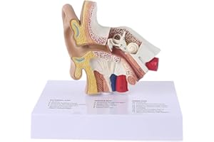 BYUTFA Modèle d'anatomie de l'oreille 1,5 Fois Taille réelle modèle d'oreille Humaine Anatomie Scientifique Outil de Fournitures pédagogiques