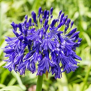 Agapanthus Lily/African Lily Flower Bulbs For Home Gardening Pack Of 3 Bulbs (Blue) For Summer Season 100% Germination By Live Green