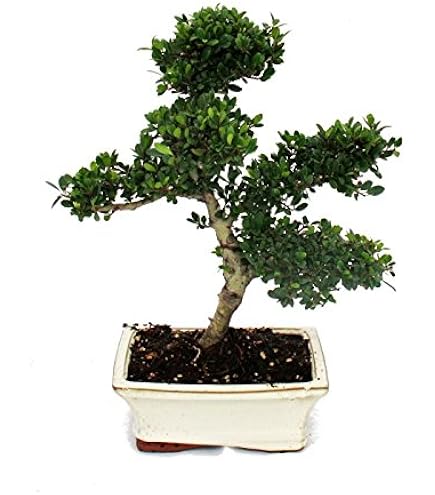 KENTIS - Bonsai Malus 'Evereste' - Bonsai in echte Japanse stijl - Echte decoratieve buitenplanten - H 25-35 cm Keramische pot 21 cm KENTIS - Bonsai Malus 'Evereste' - Bonsai in echte Japanse stijl - Echte decoratieve buitenplanten - H 25-35 cm Keramische pot 21 cm