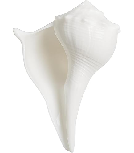 Conchiglia Shankh Vamavarti 11,4cm - Originale Per Rituali Puja, Soffiabile, ASHIRWAD India - Foto 7