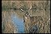 Produktbild 317005 Big Buck A4 Photo Poster Print 10x8