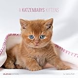 Katzenbabys 2017 - Kittens - Broschürenkalender (30 x 60 geöffnet) - Tierkalender - by Sabine Rath - Wandplaner by