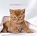Katzenbabys 2017 - Kittens - Broschürenkalender (30 x 60 geöffnet) - Tierkalender - by Sabine Rath - Wandplaner by