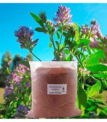 Dauerweide Standard G V RHT/MGB 10 kg Grnland Nachsaat Weidesamen Saatgut  Empfohlen : Amazon.de: Garten