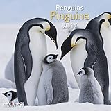 Pinguine 2017 - A&I Tierkalender, Wandkalender wilde Tiere, Antarktis - 30 x 30 cm by 