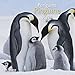 Pinguine 2017 - A&I Tierkalender, Wandkalender wilde Tiere, Antarktis - 30 x 30 cm by 