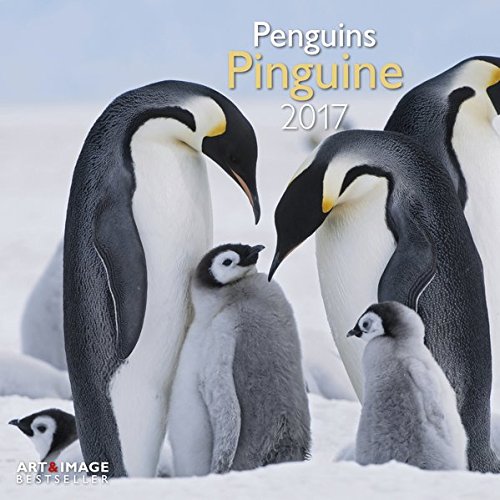 Pinguine 2017 - A&I Tierkalender, Wandkalender wilde Tiere, Antarktis - 30 x 30 cm