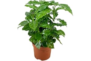 AMDGARDEN PIANTA DEL CAFFE' vera COFFEA in vaso 12 H30CM FOTO REALE