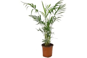 GARDEN CENTER SHOP BY VM PLANTA NATURAL PALMERA CHAMAEDOREA ELEGANS M12 35CM PARA INTERIOR