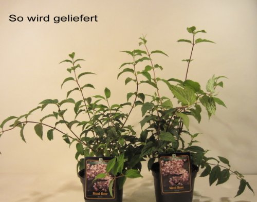 Maiblumenstrauch rosa blühend, 1 Pflanze - 4