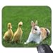 Produktbild Two Baby Ducks and A Rabibit on Grass Mouse Pad 11.8 X 9.7in