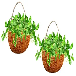 LIVEONCE Wall Pot Coir Made Planter Hanging Set of 2 Used AS Railing planters,Hanging planters,Poly Grow Bags,Plant Stands,Plastic pots,Desk pots,Clay pots,Ceramic pots