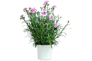 DECOALIVE Clavel Chino Clavelina Dianthus Chinensis 25cm Planta Natural en Maceta de 13cm Colores Surtidos