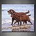 Produktbild Braun labrador retriever Hunde Spielen mit Ball an der Sea Art Wand Bilder Kunstdruck auf Leinwand Tier die Bild für Home Moderne Dekoration Stretched by Holz Rahmen, fertig zum Aufhängen