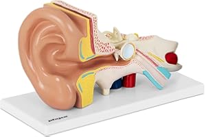 PHYSA WELLNESS & LIFESTYLE Physa Maquette Anatomique De L'Oreille Humaine Modèle 3D En Plastique Anatomie Corps Humain PHY-EM-1 (Maquette 3D, En 4 Parties, Échelle 2:1, Très Riche En Détails, Plastique)