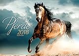 Pferde 2018 by