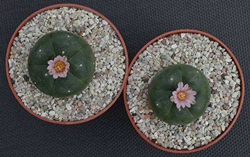 Lophophora williamsii peyote ab 4cm – 2 Stück. - 2