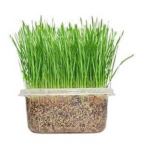 HEEPDD Kit de Cultivo de Hierba de Gato, Kit de germinación de Semillas de Bricolaje de Semillas para Mascotas orgánicas Naturales de Bricolaje para Mascotas Los Gatos Incluyen Suelo y Paquete
