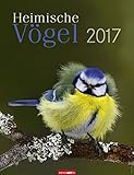 Heimische Vögel - Kalender 2017 by