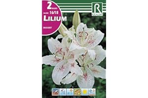 ROCALBA Bulbo de Lilium muscadet (bolsa con 2 bulbos)