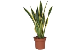 Plant in a Box - Sansevieria Laurentii - Plante d'intérieur facile - Langue de belle-mère - Pot 17cm - Hauteur 60-70cm